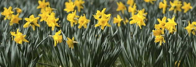Daffodils