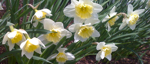 daffs