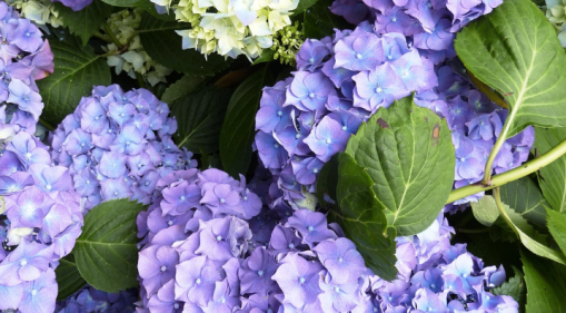 hydrangeas