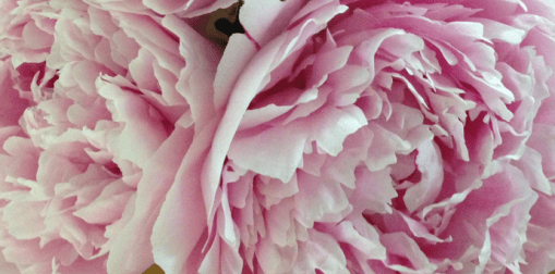 peonies