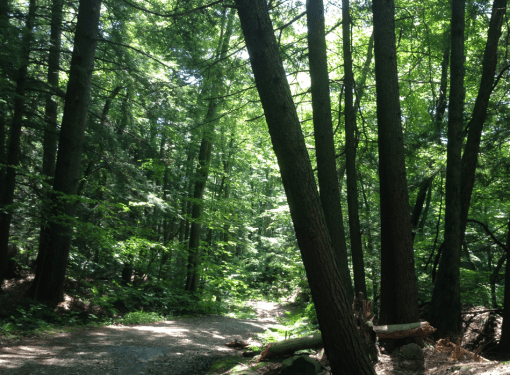 On the way to Silver Lake 